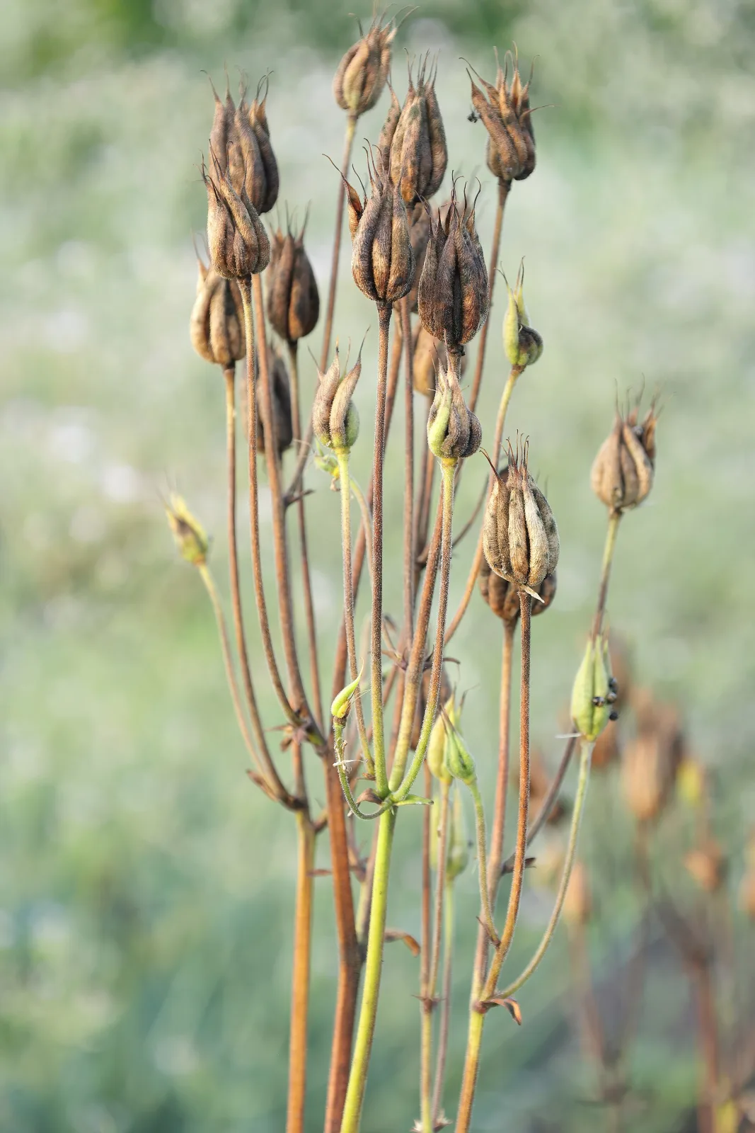 Aquilegia vulgaris var. stellata Nora Barlow