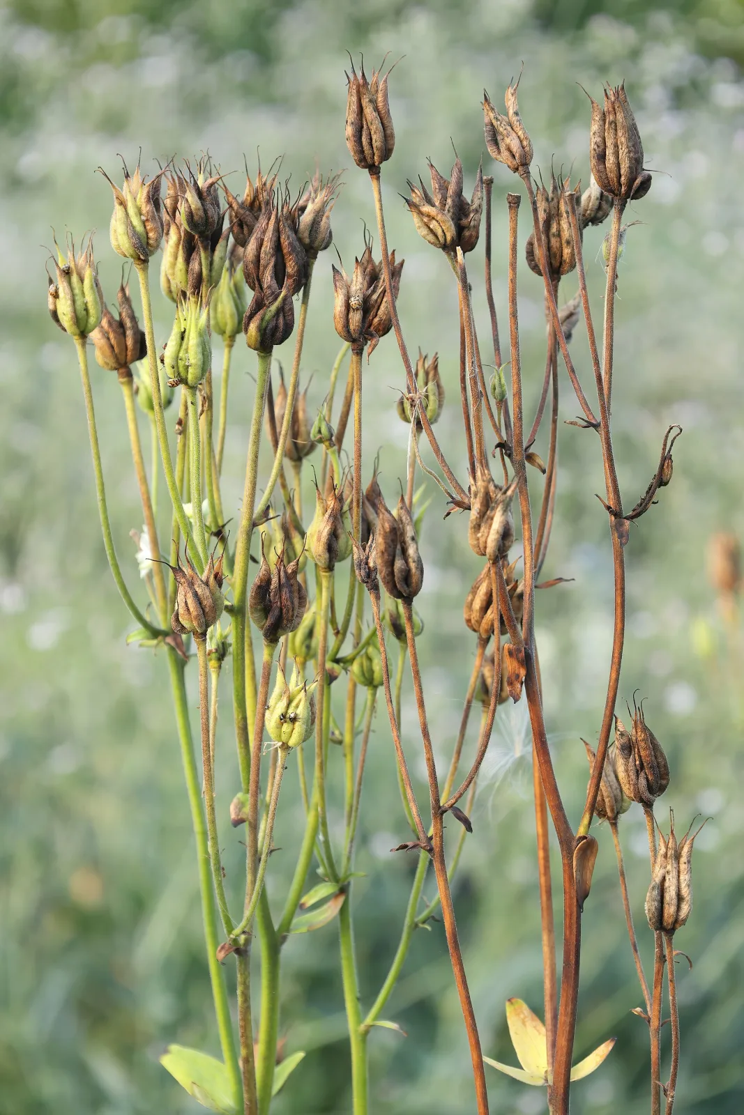 Aquilegia vulgaris var. stellata Nora Barlow