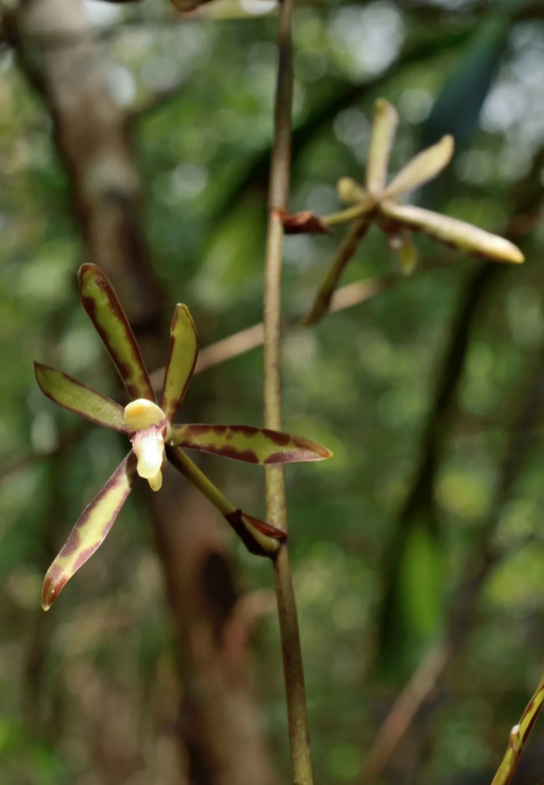 Arachnis labrosa