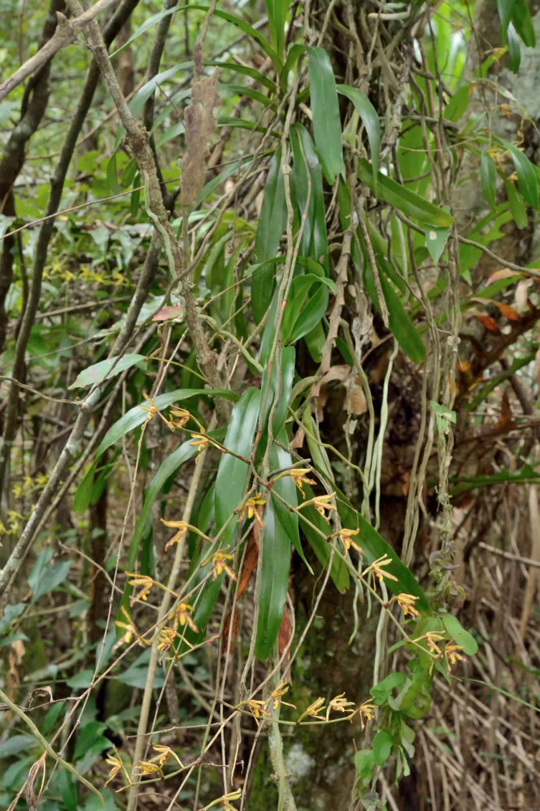 Arachnis labrosa