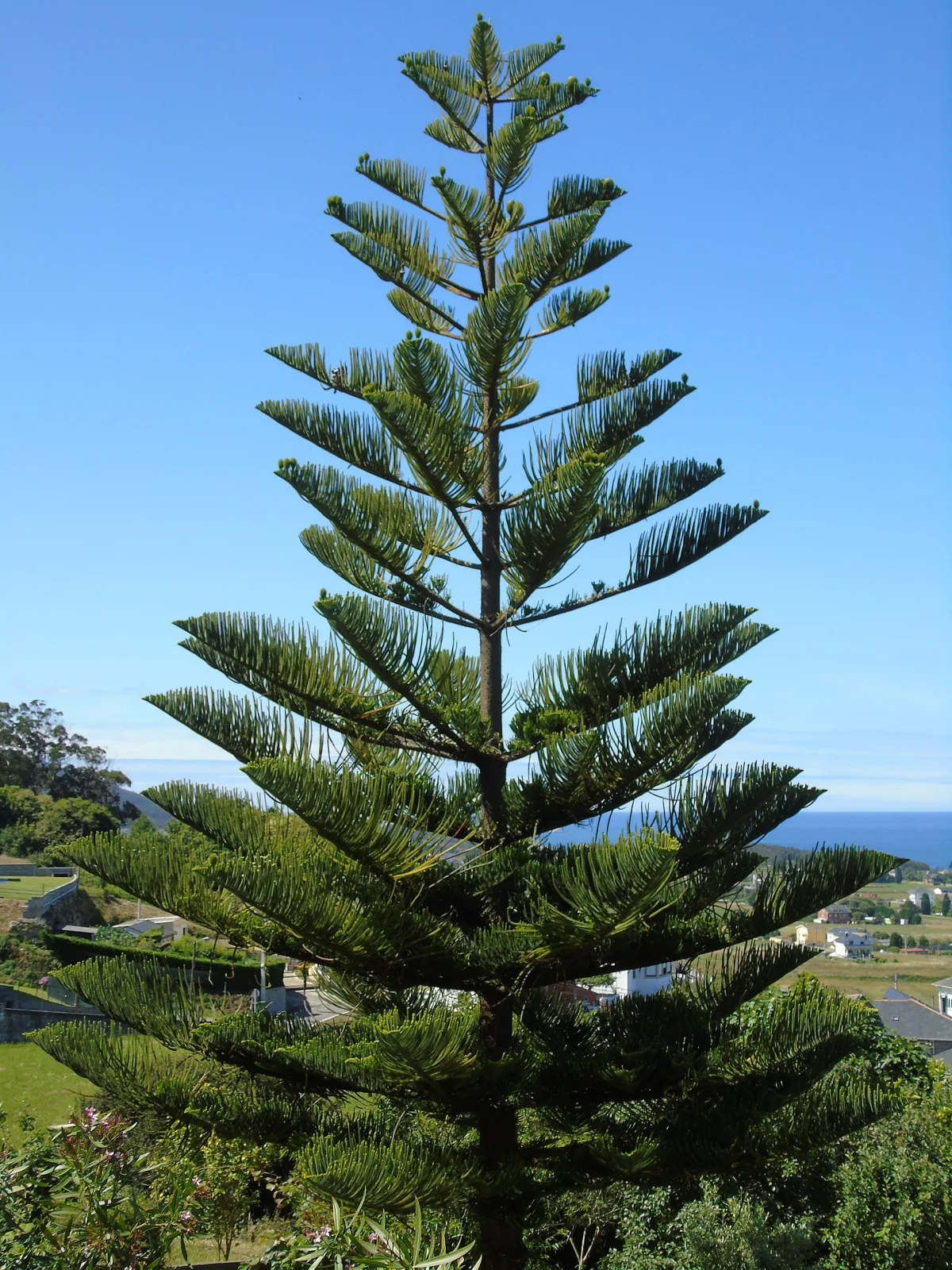 Araucaria heterophylla