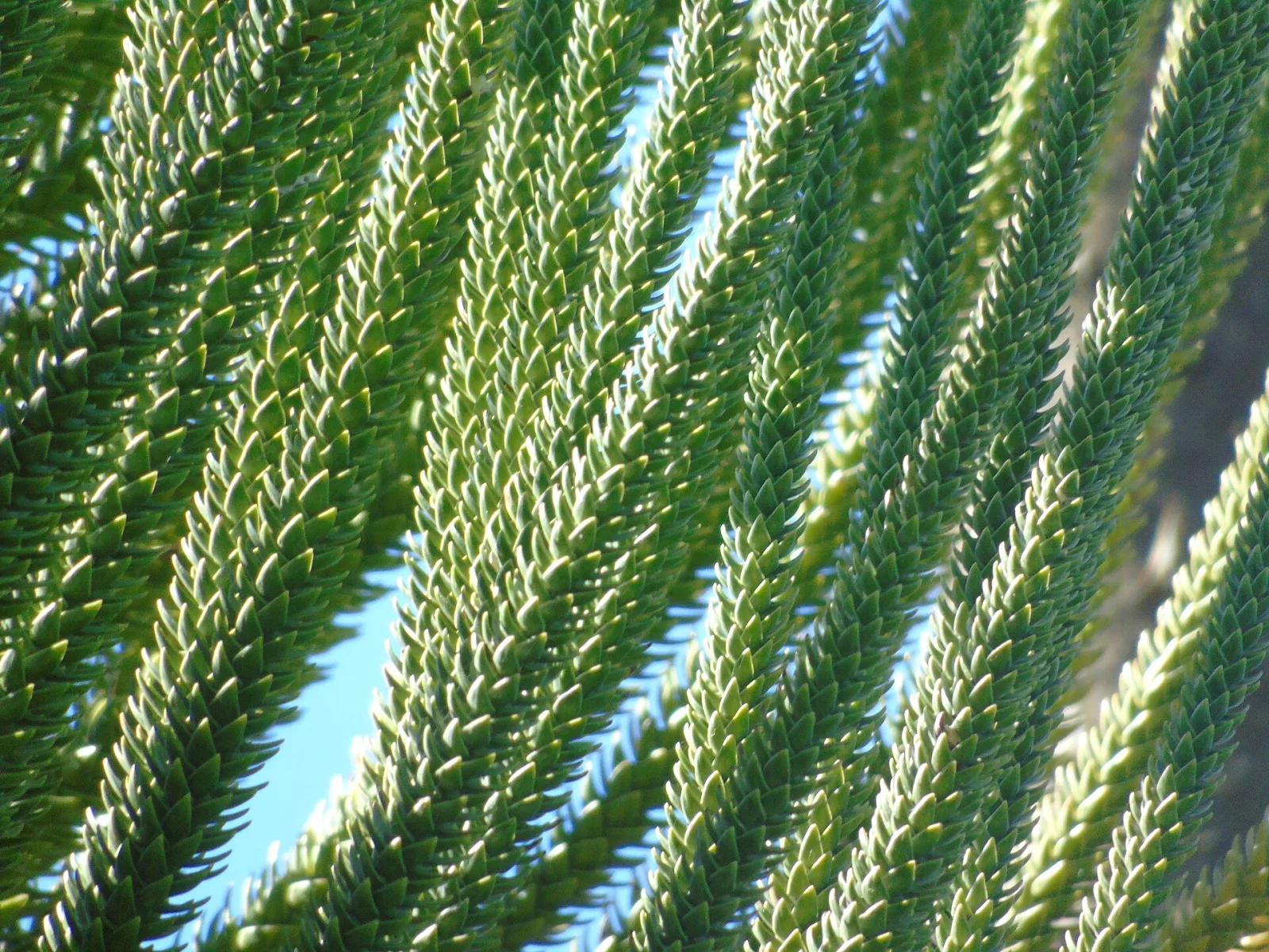 Araucaria heterophylla