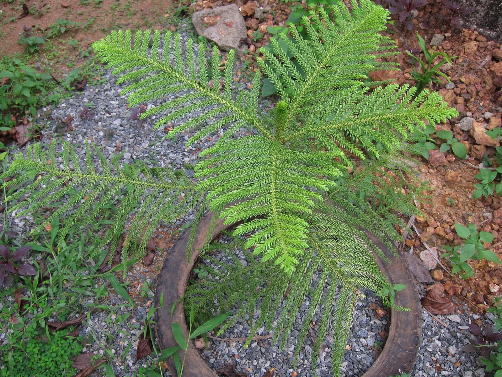 Araucaria heterophylla