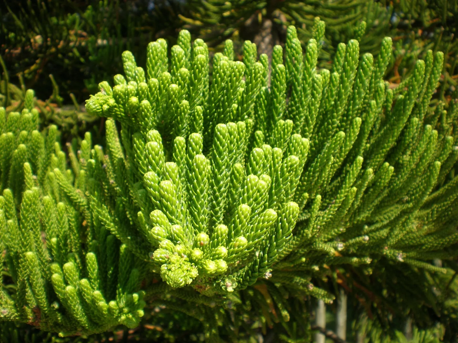 Araucaria heterophylla