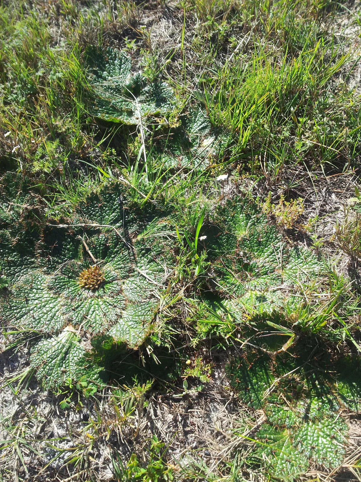 Arctopus echinatus