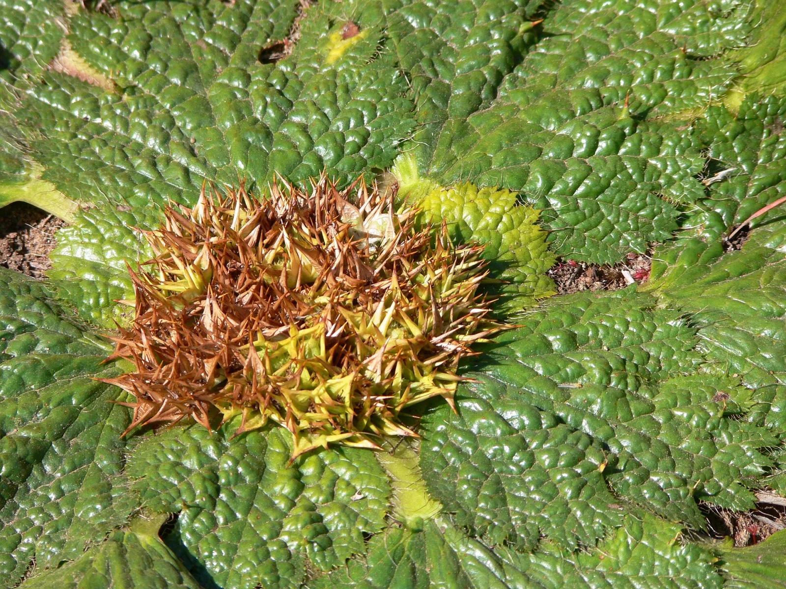 Arctopus echinatus