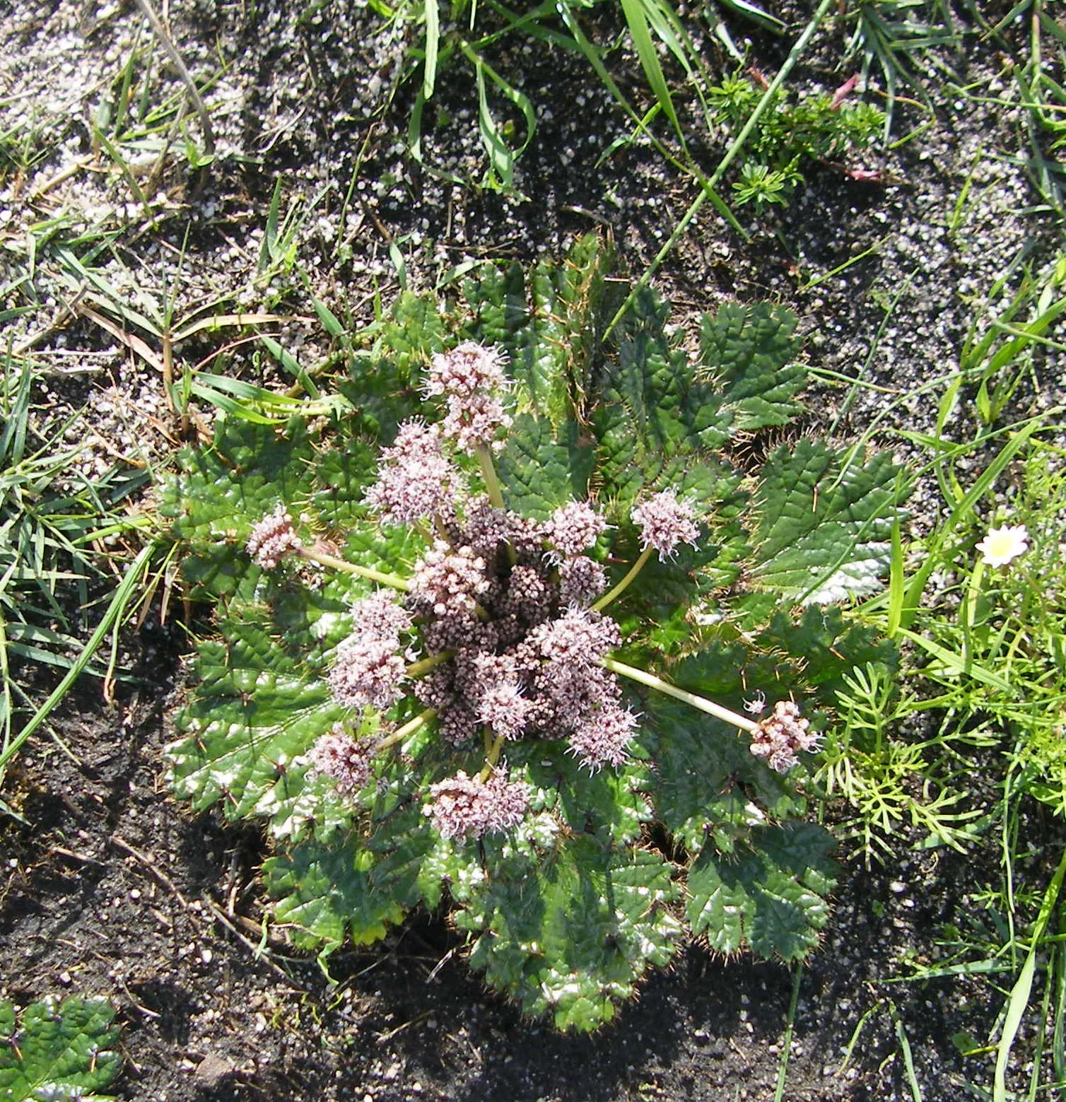 Arctopus echinatus