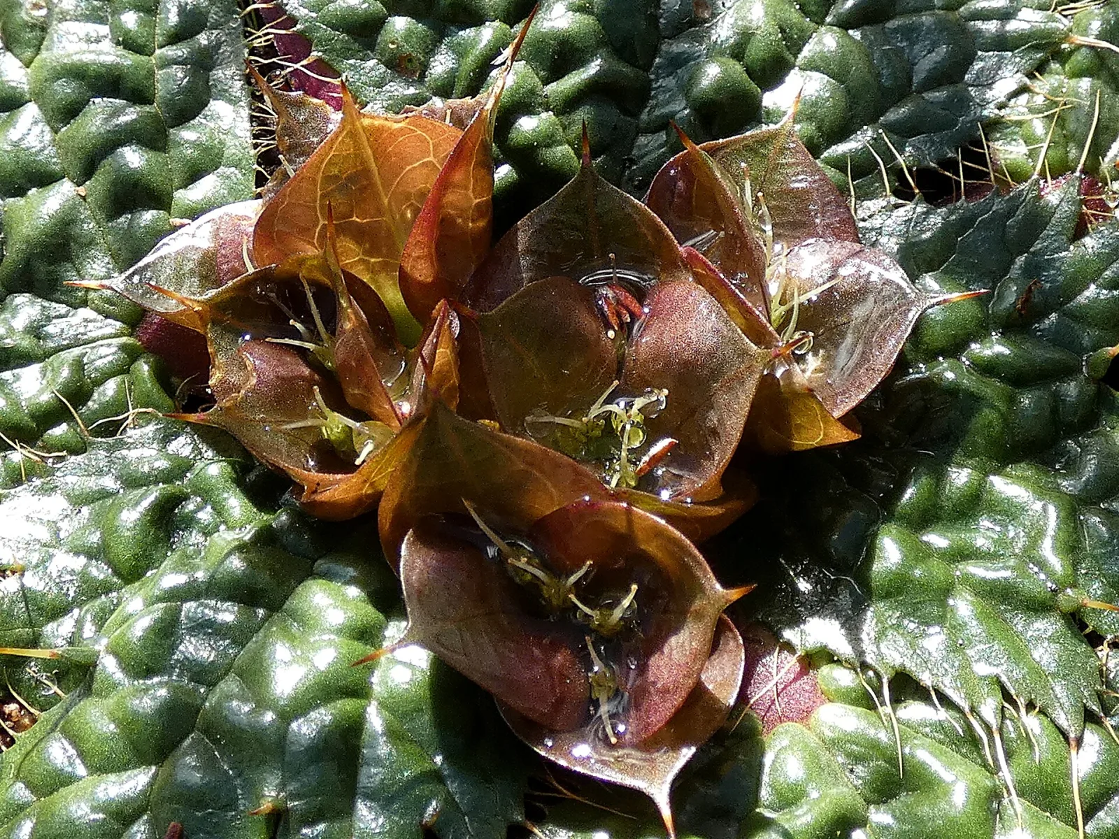 Arctopus monacanthus