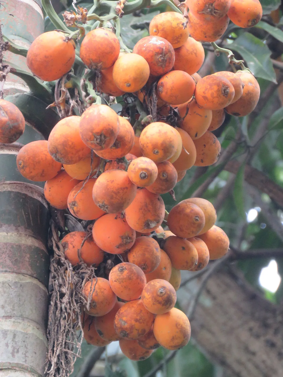 Areca catechu