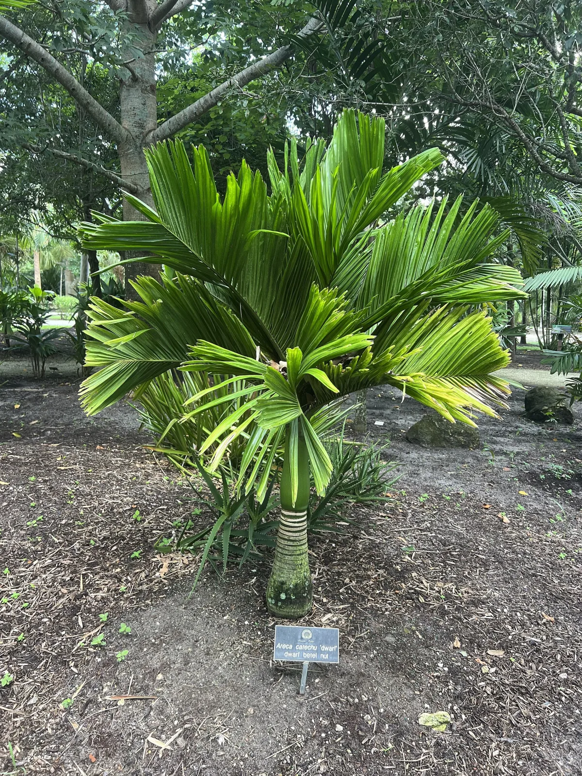 Areca catechu