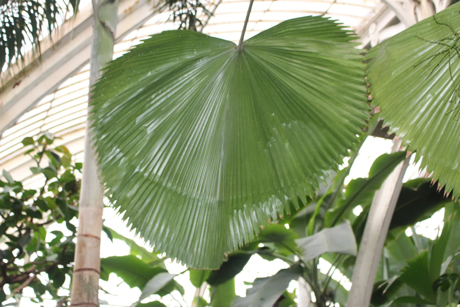 Licuala grandis