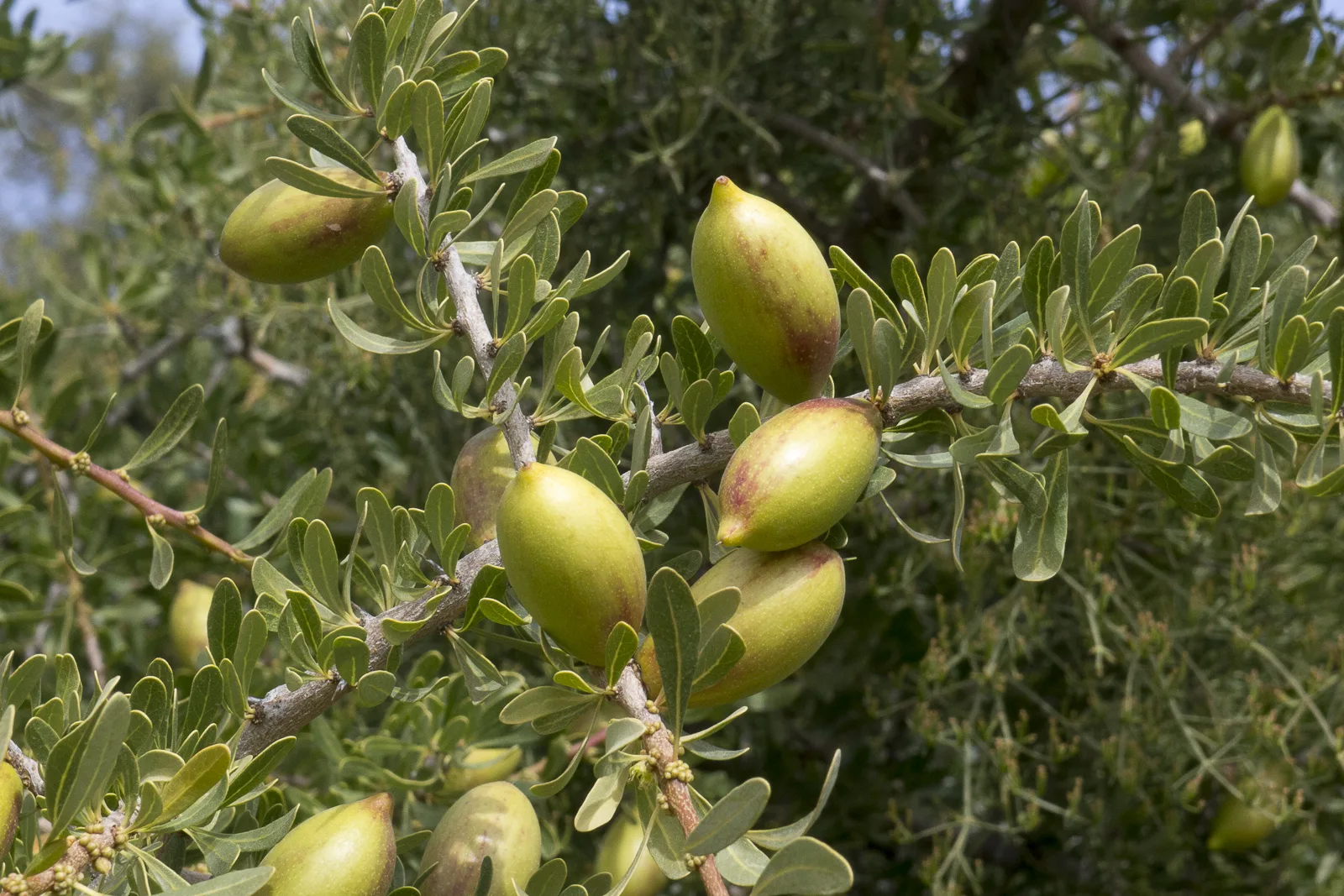 Argania spinosa