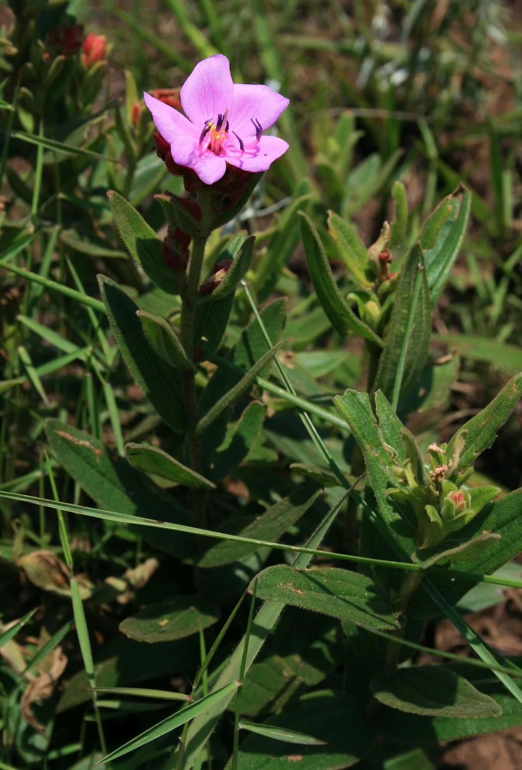 Dissotis canescens