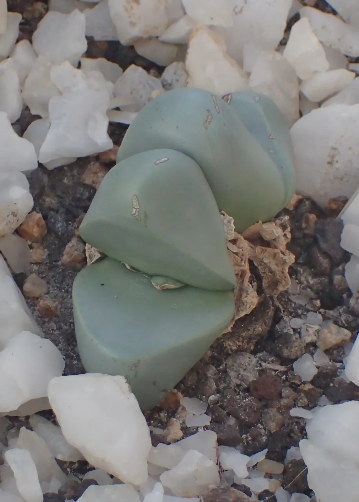 Argyroderma delaetii