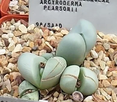 Argyroderma pearsonii