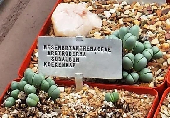 Argyroderma subalbum