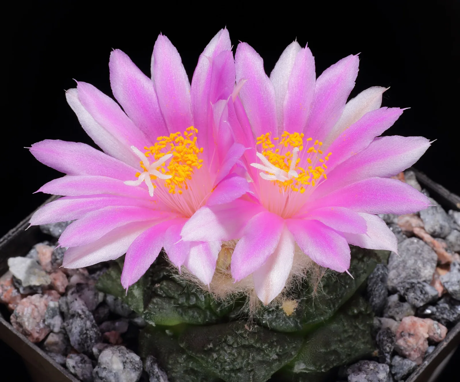 Ariocarpus fissuratus
