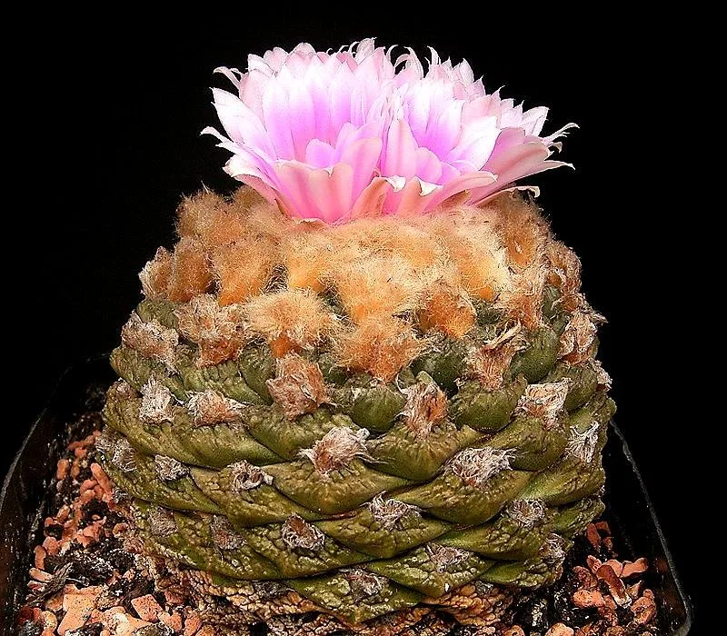 Ariocarpus fissuratus