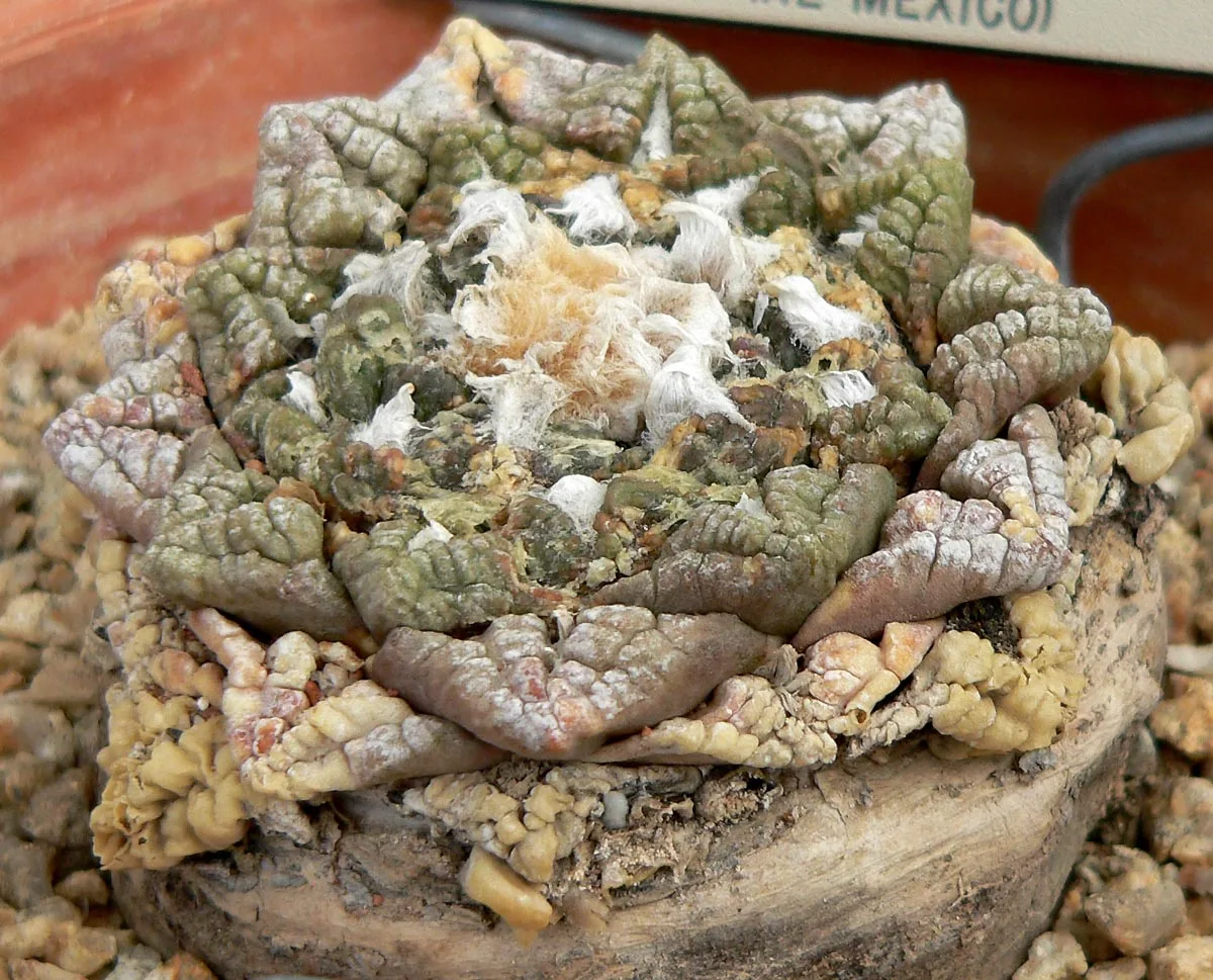 Ariocarpus fissuratus