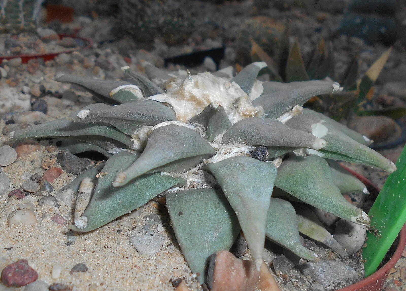 Ariocarpus furfuraceus
