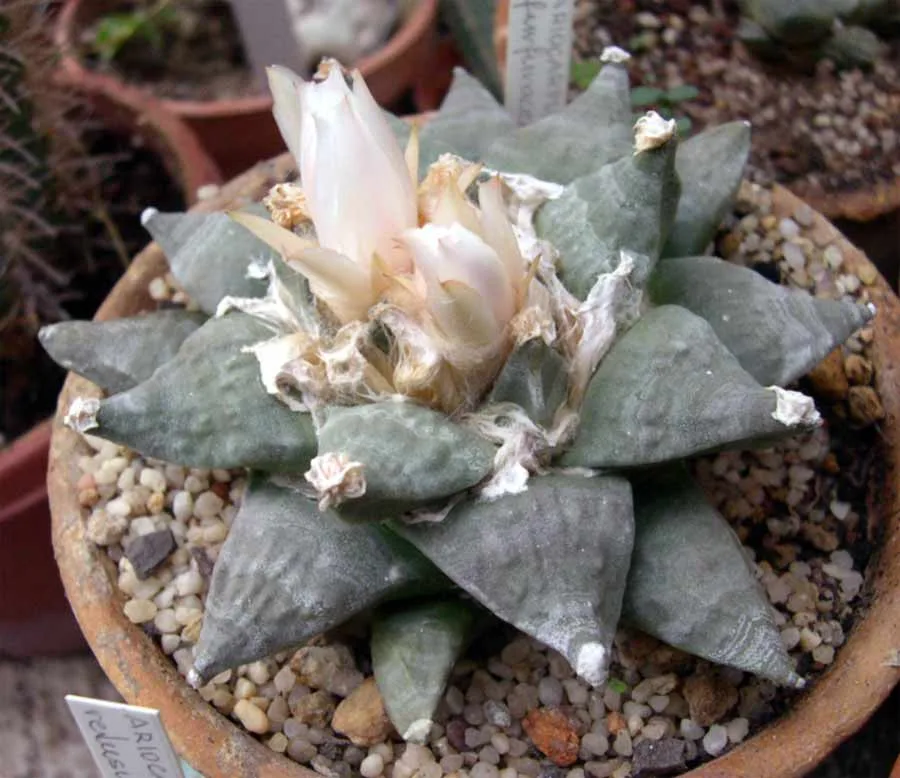 Ariocarpus furfuraceus