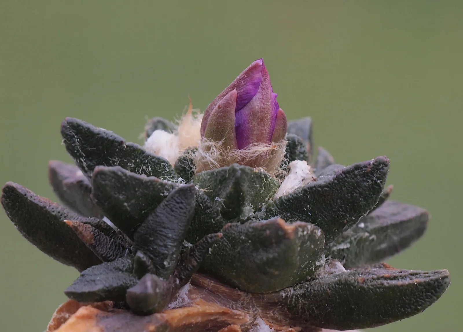 Ariocarpus scapharostrus