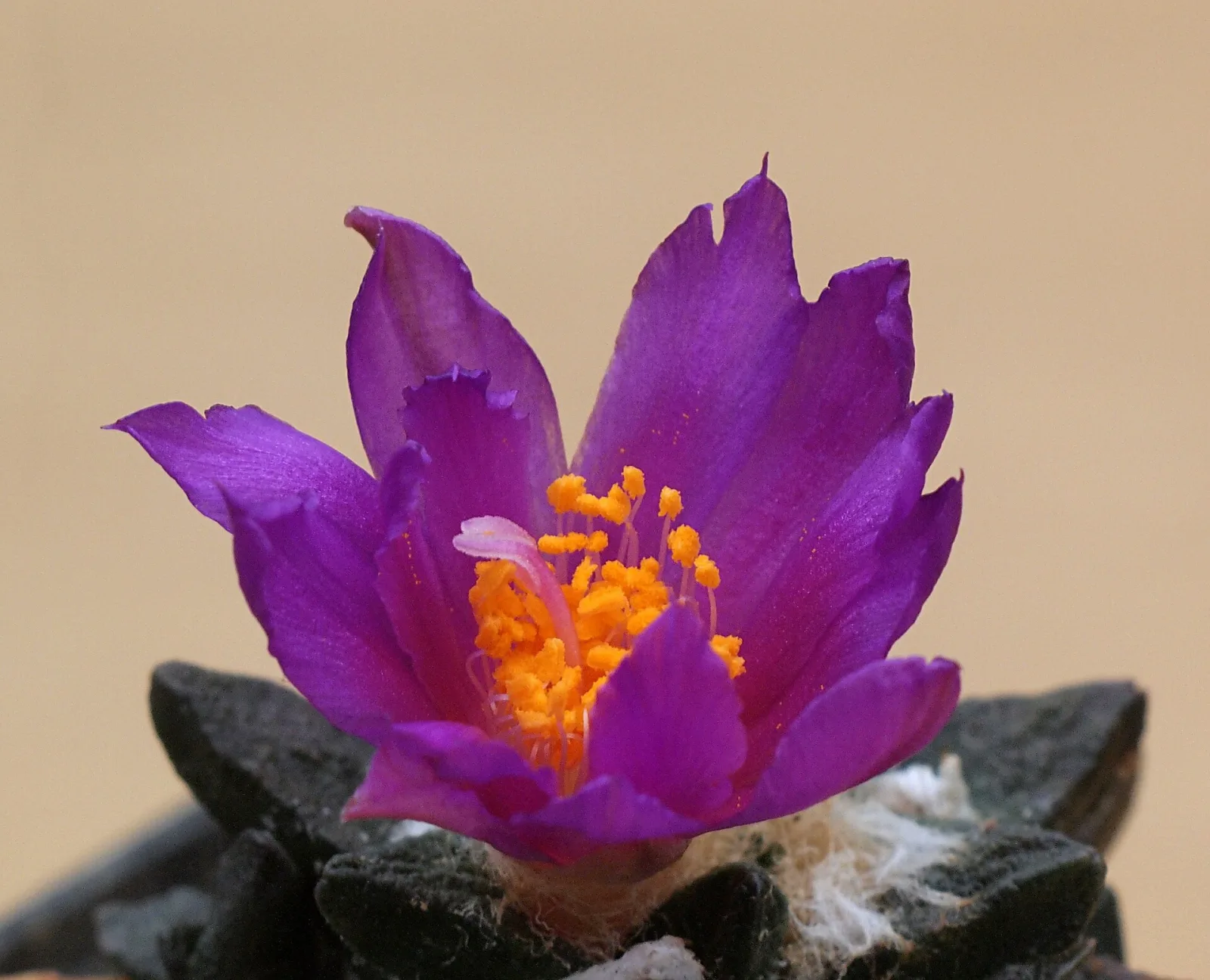 Ariocarpus scapharostrus