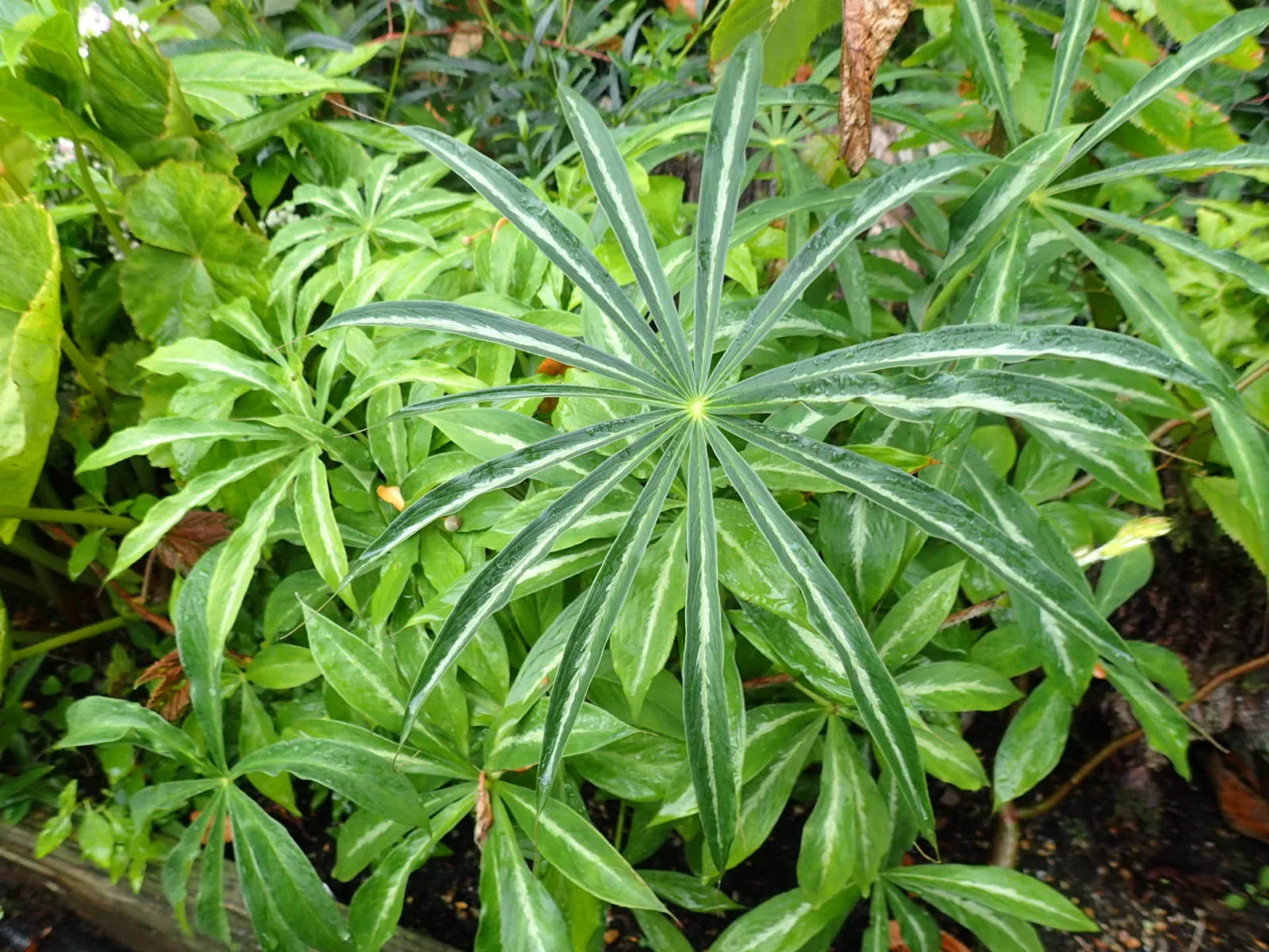 Arisaema consanguineum