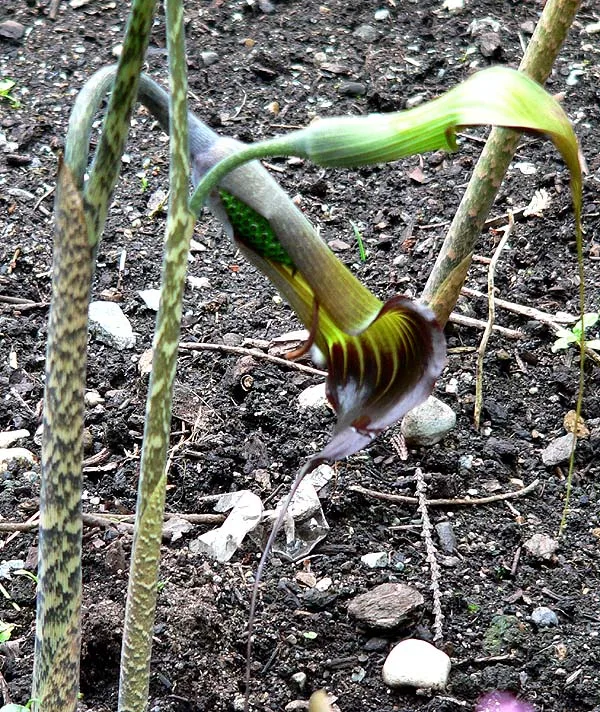 Arisaema consanguineum