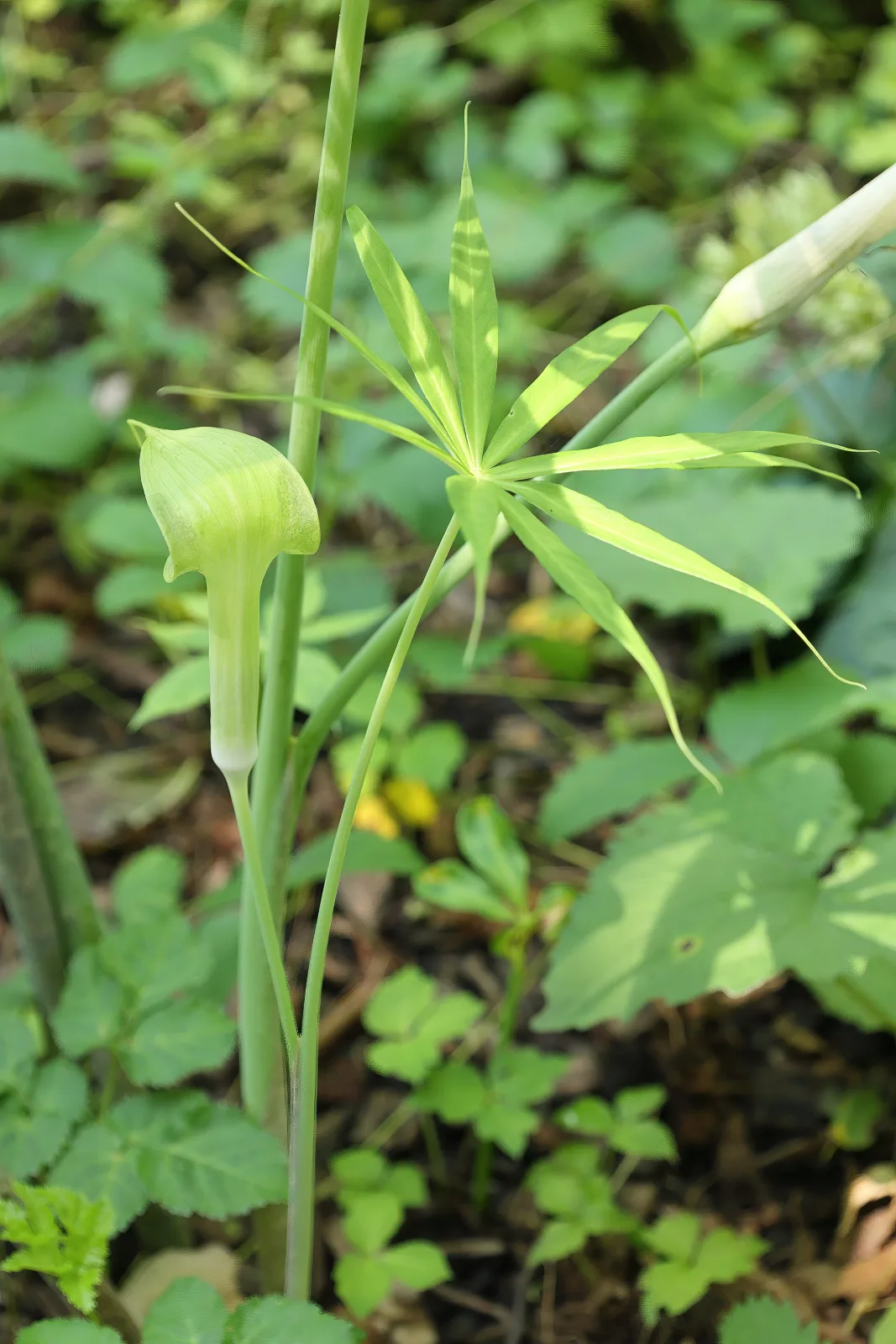 Arisaema consanguineum
