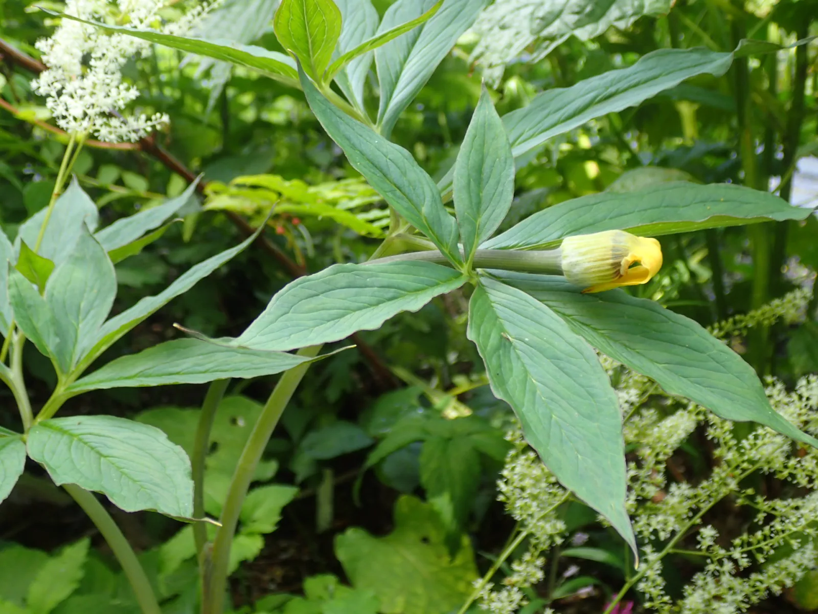 Arisaema flavum