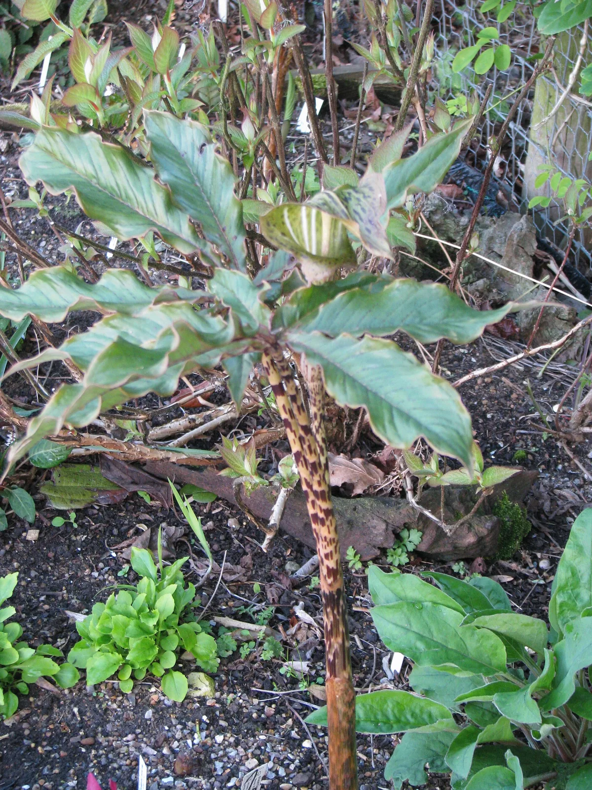 Arisaema nepenthoides