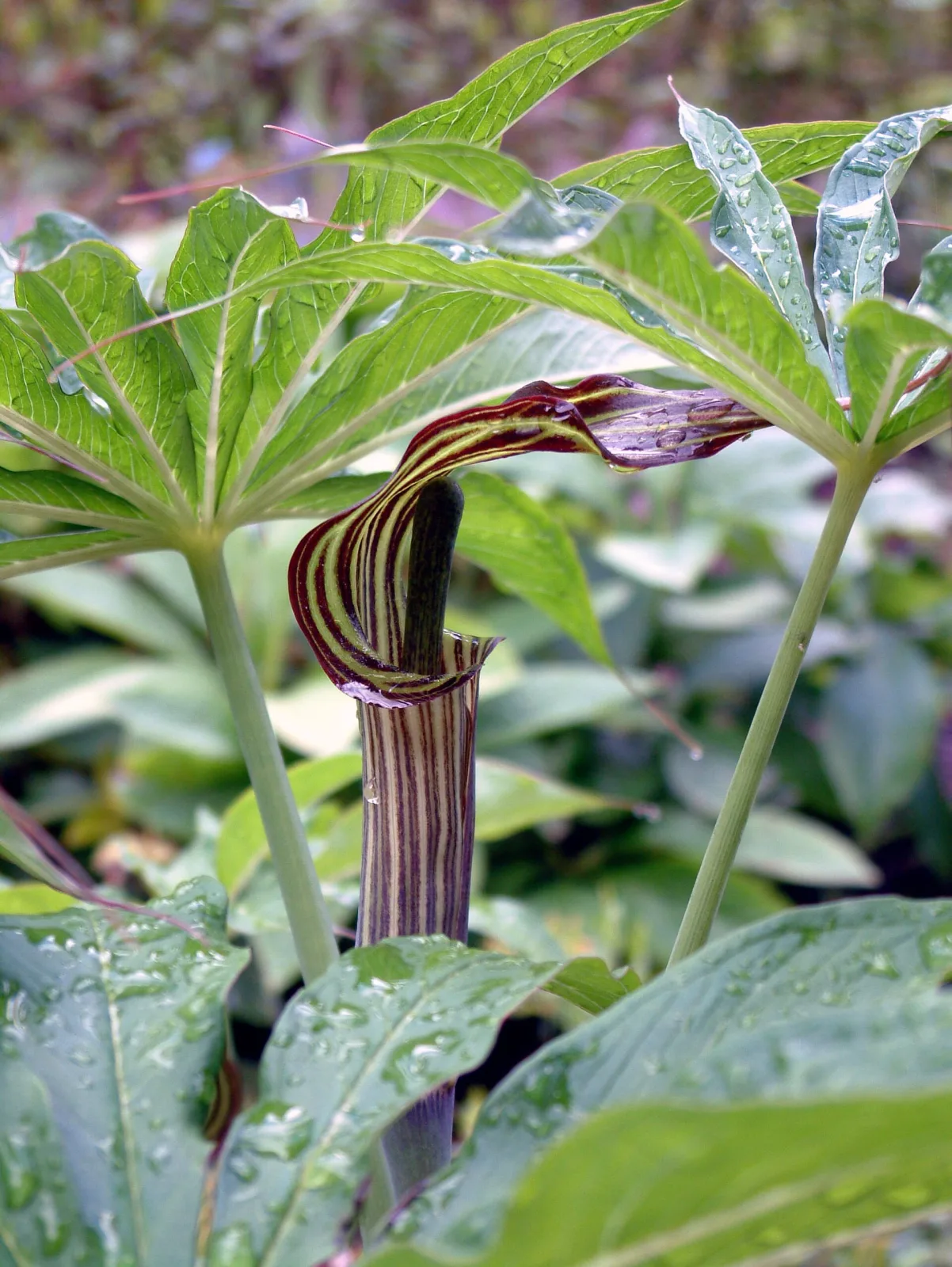 Arisaema speciosum