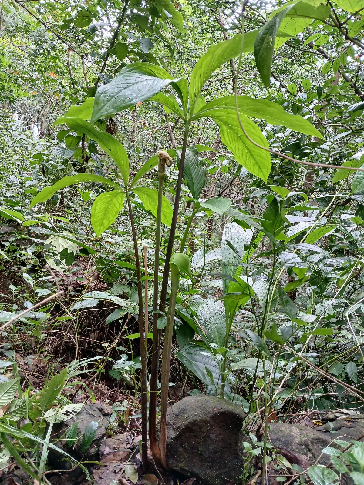 Arisaema tortuosum