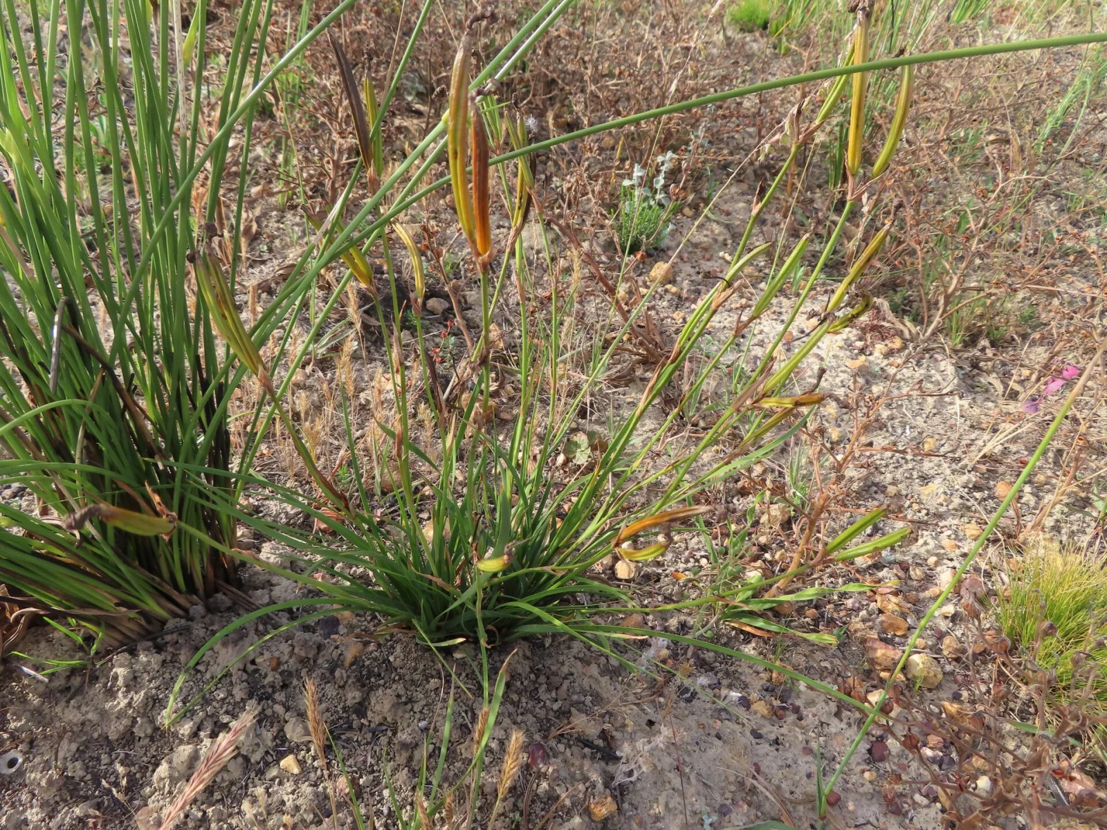 Aristea biflora