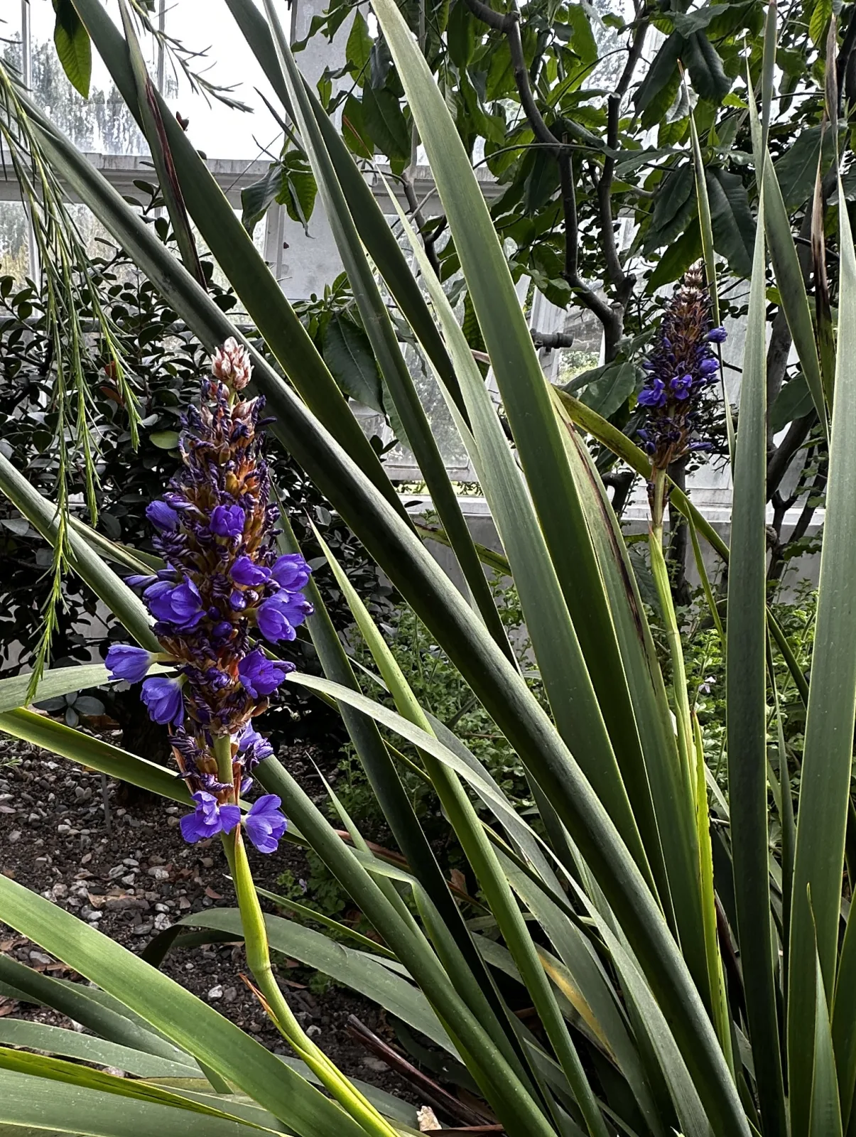 Aristea major