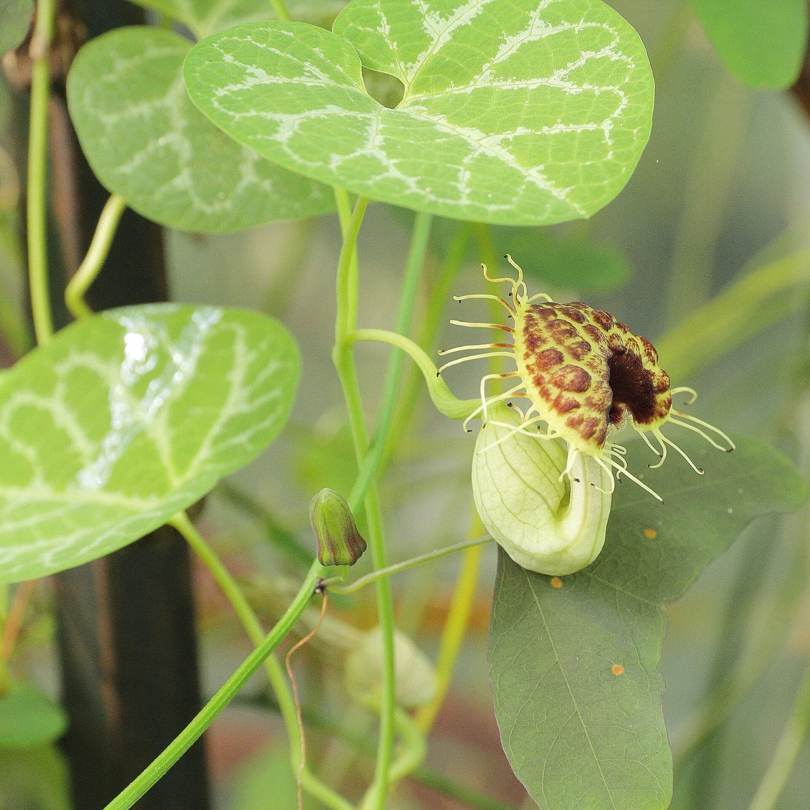 Aristolochia fimbriata