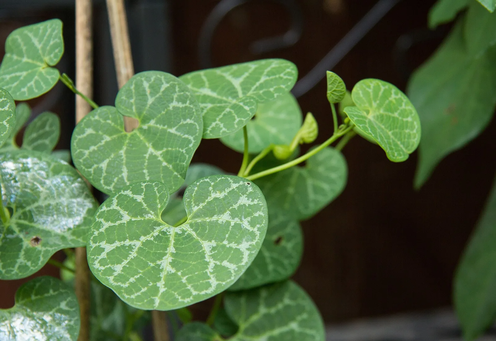 Aristolochia fimbriata