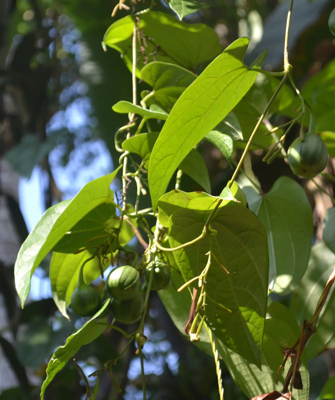 Aristolochia tagala