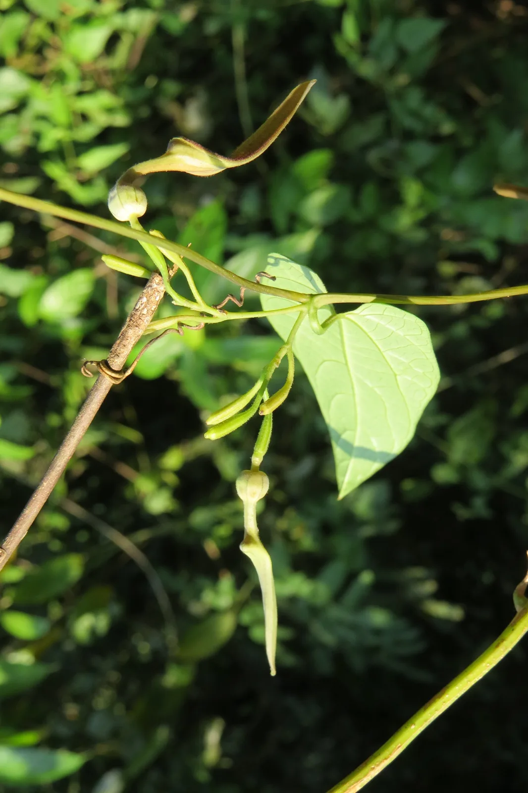 Aristolochia tagala