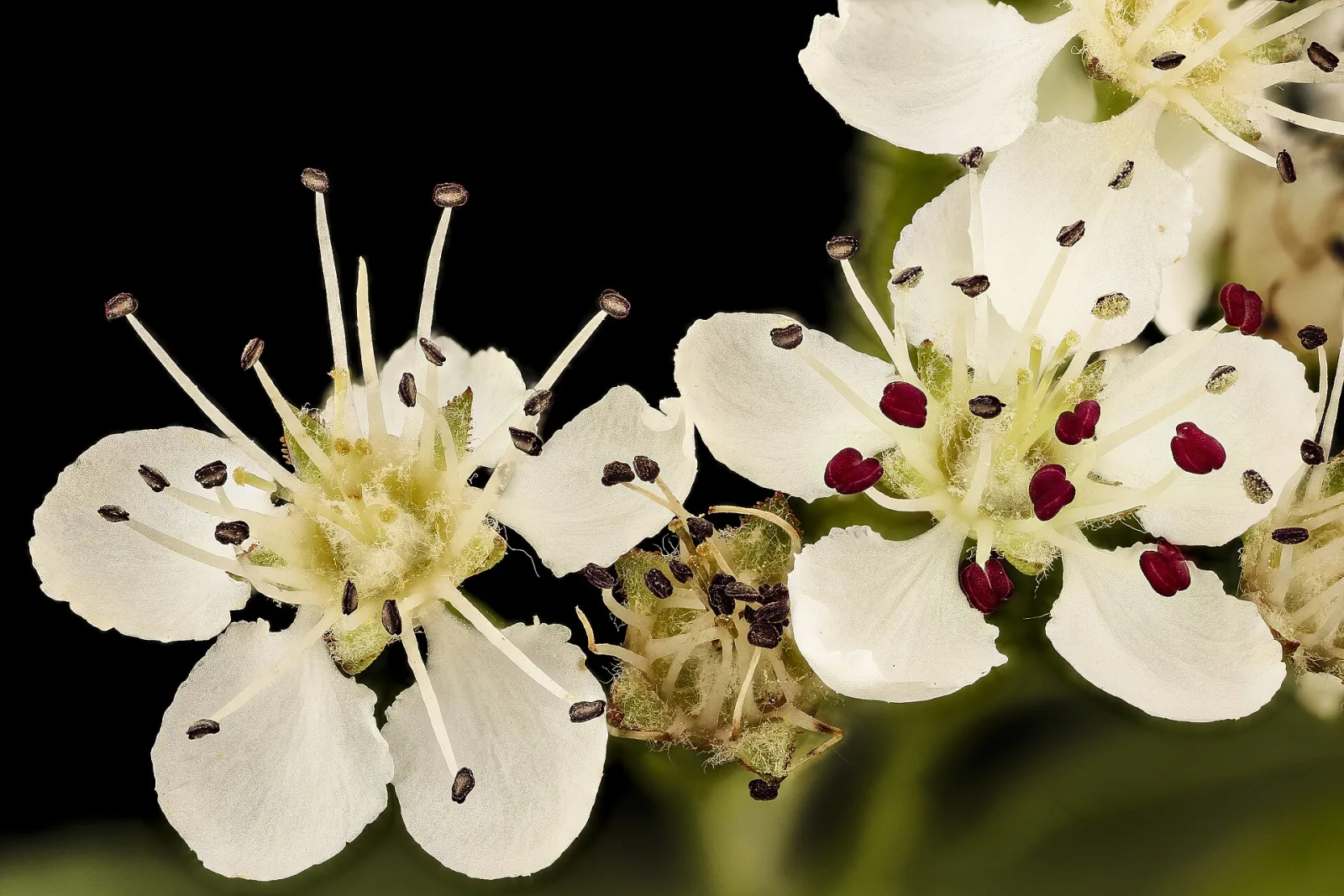 Aronia melanocarpa