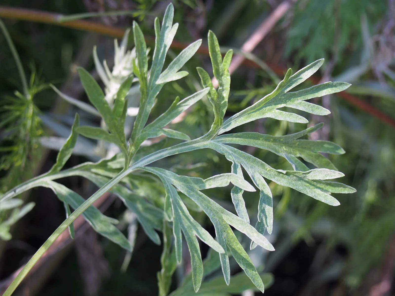 Artemisia absinthium