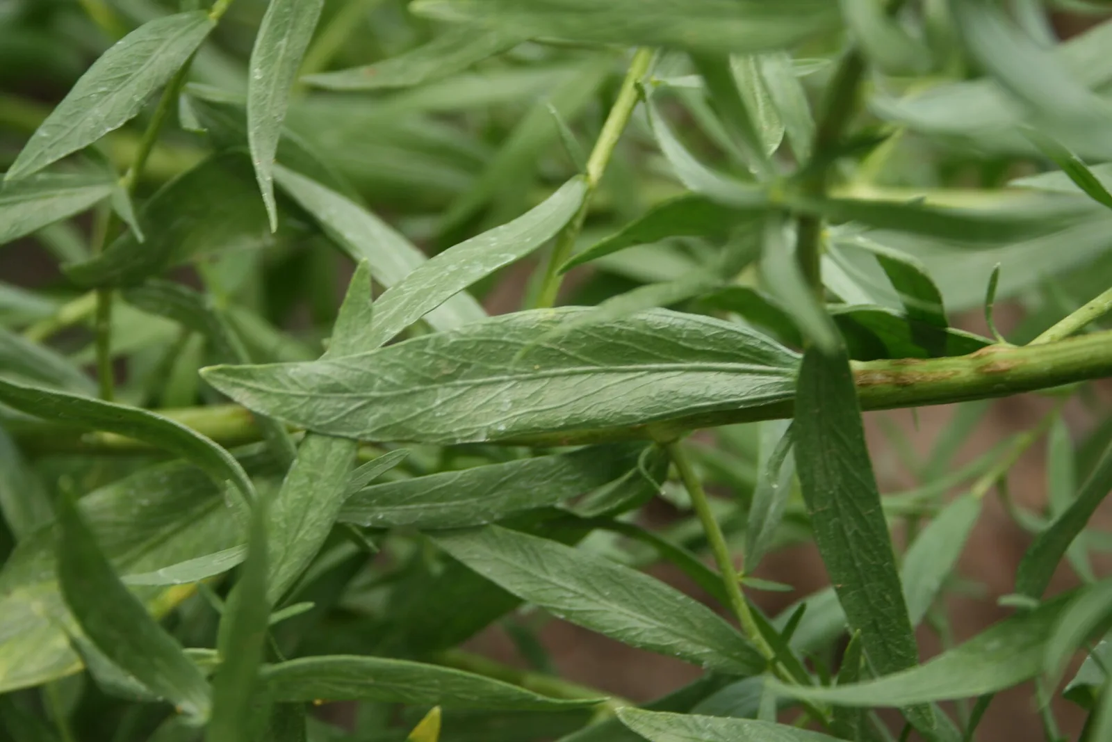 Artemisia dracunculus