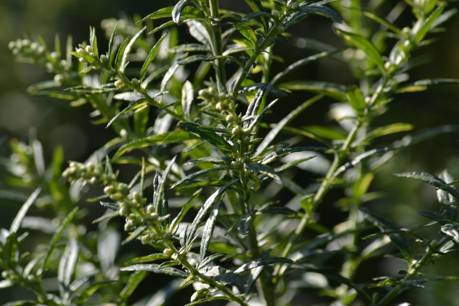 Artemisia dracunculus