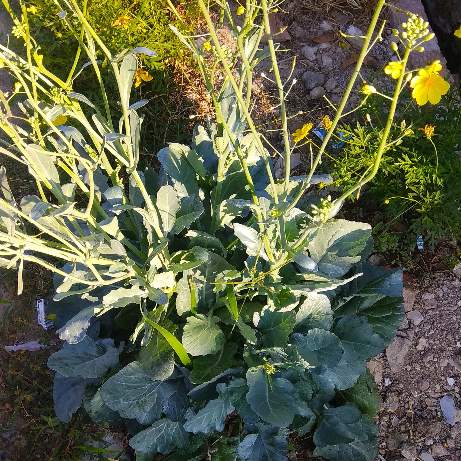 Brassica rapa
