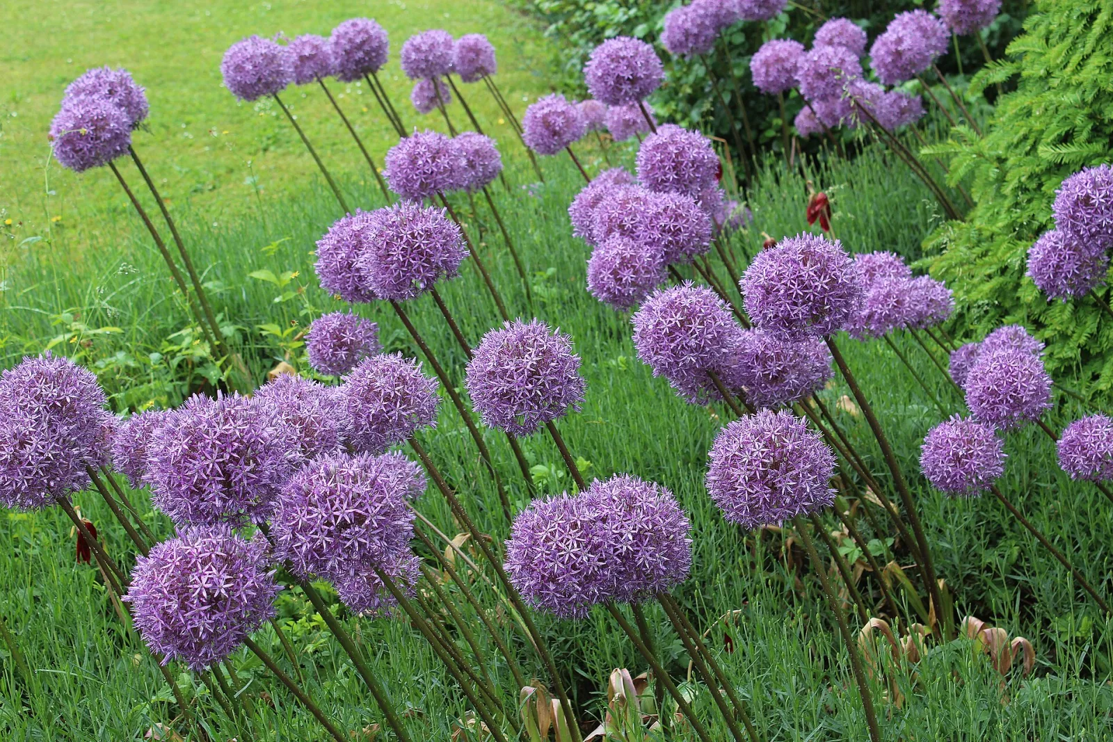Allium giganteum