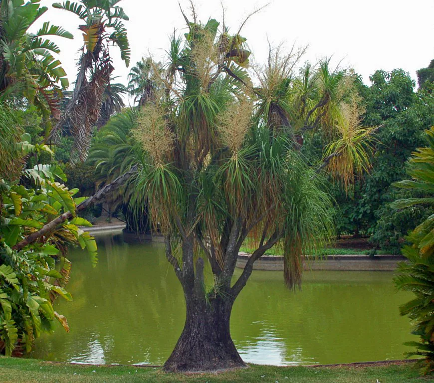 Beaucarnea recurvata