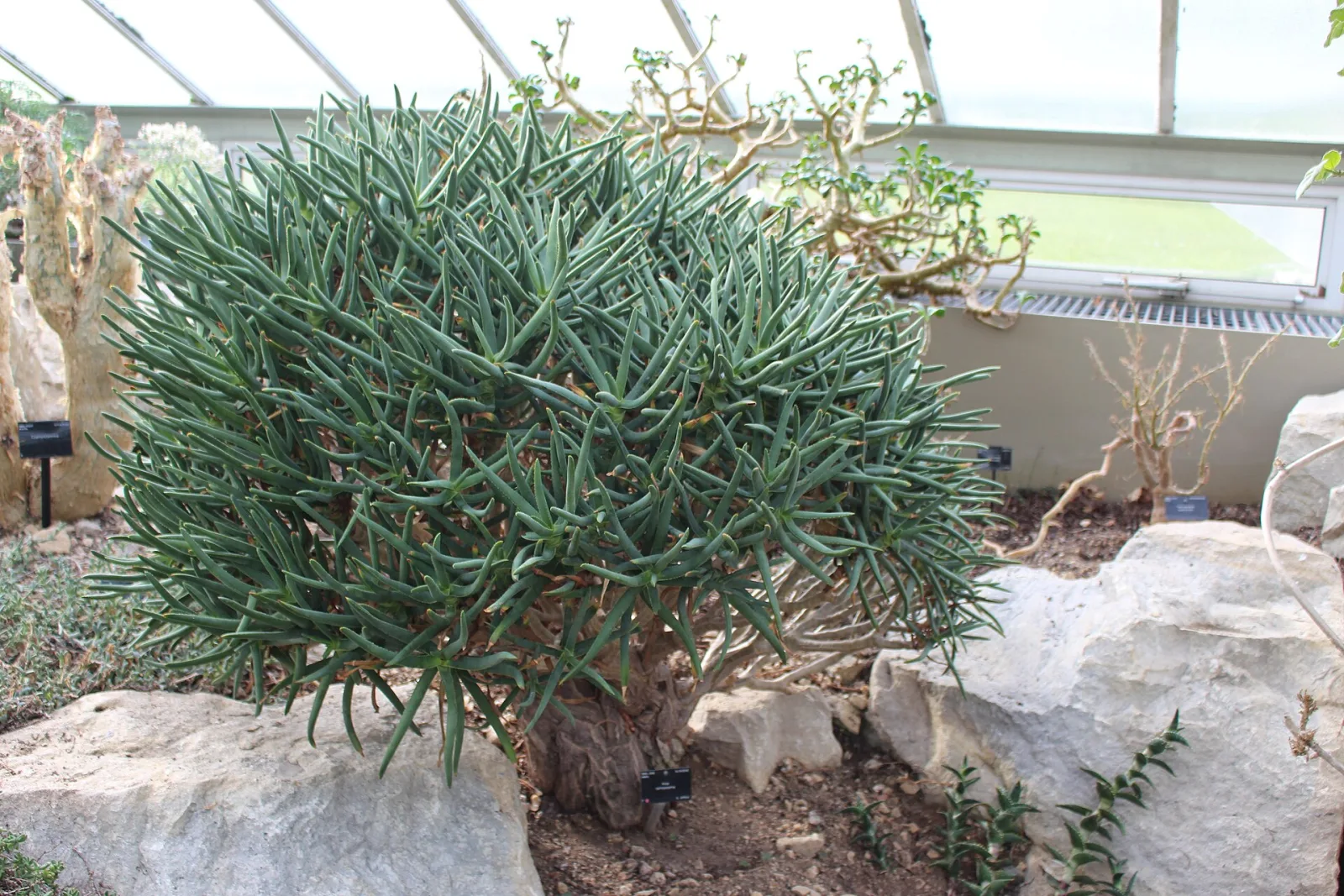 Aloe ramosissima