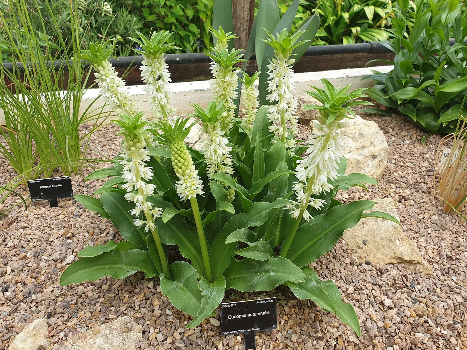 Eucomis autumnalis
