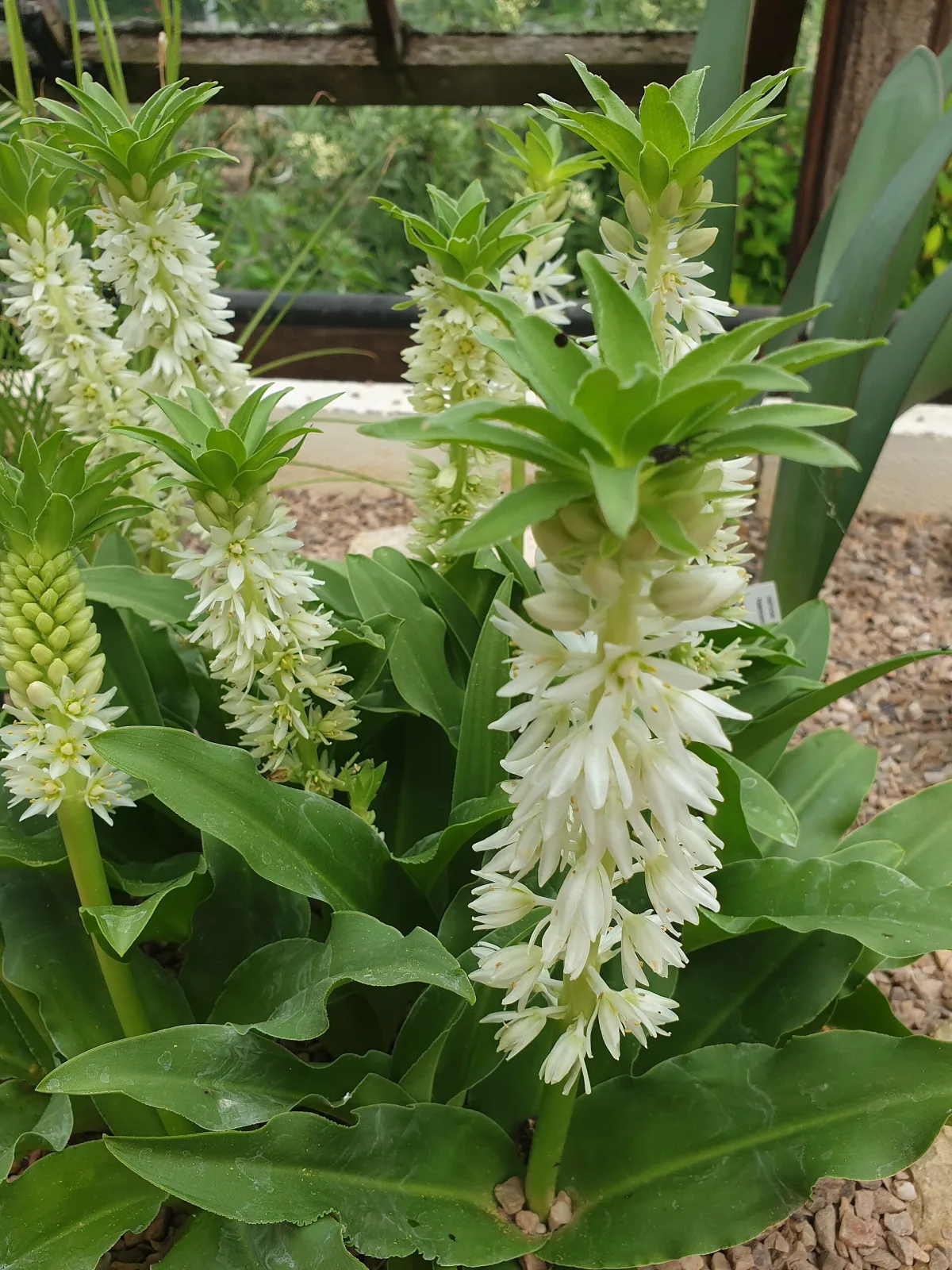 Eucomis autumnalis